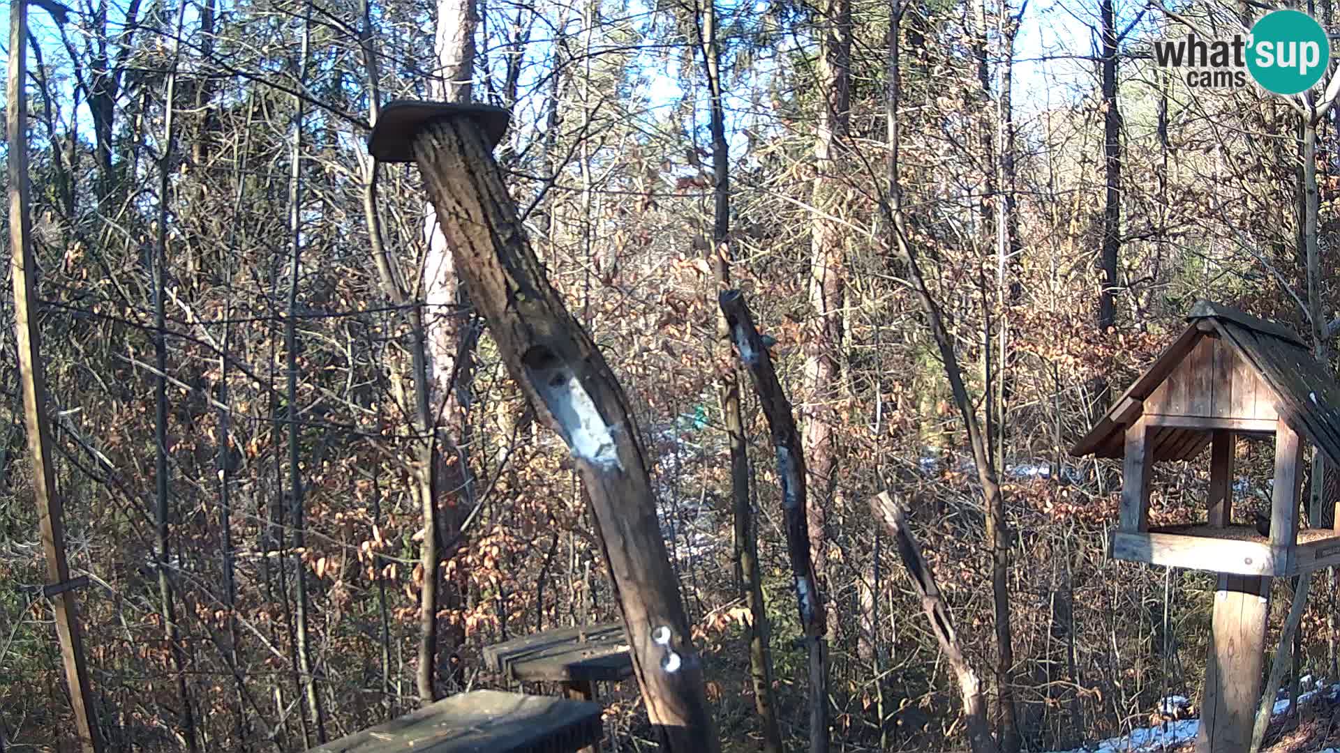 Mangeoires pour oiseaux au ZOO live webcam Ljubljana