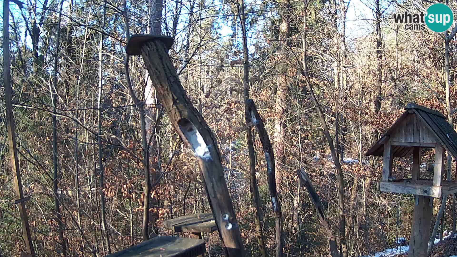 Bird feeders at ZOO Ljubljana webcam