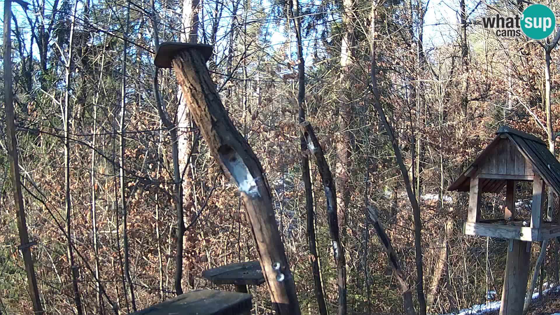 Bird feeders at ZOO Ljubljana webcam