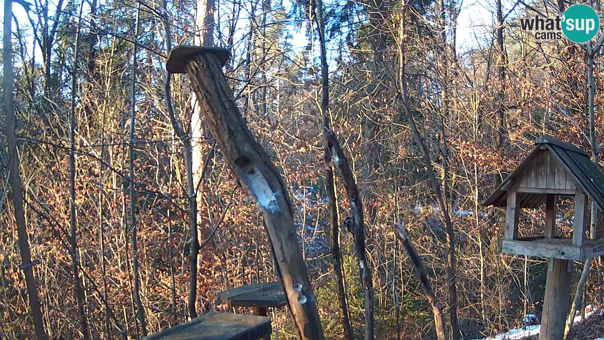 Bird feeders at ZOO Ljubljana webcam