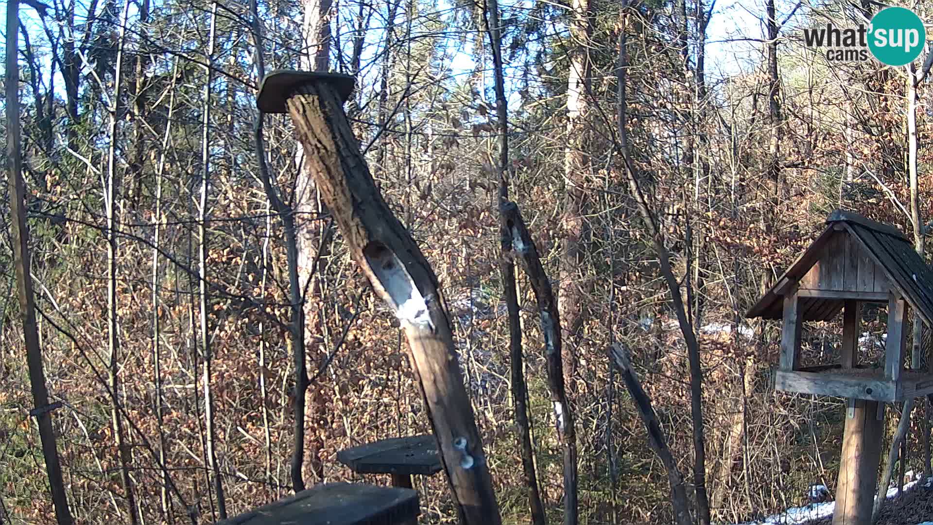 Bird feeders at ZOO Ljubljana webcam