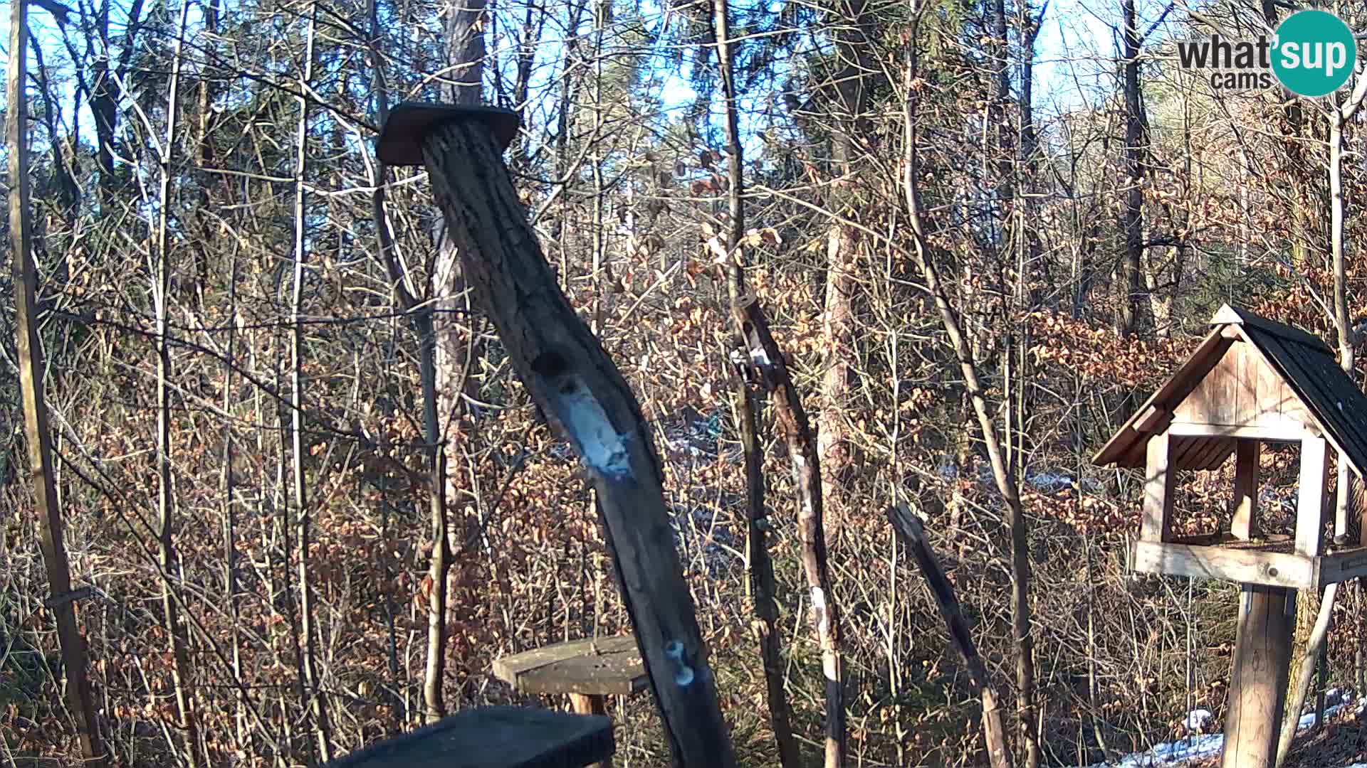 Bird feeders at ZOO Ljubljana webcam