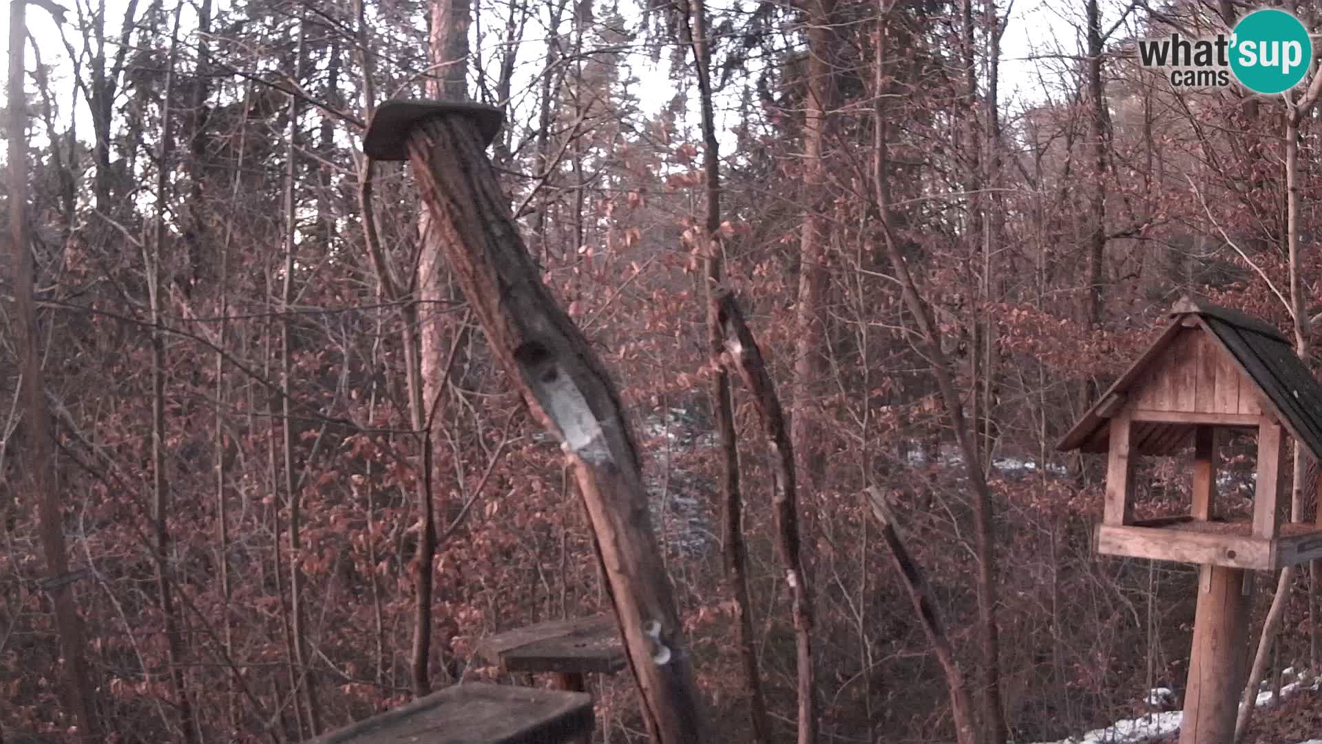 Bird feeders at ZOO Ljubljana webcam