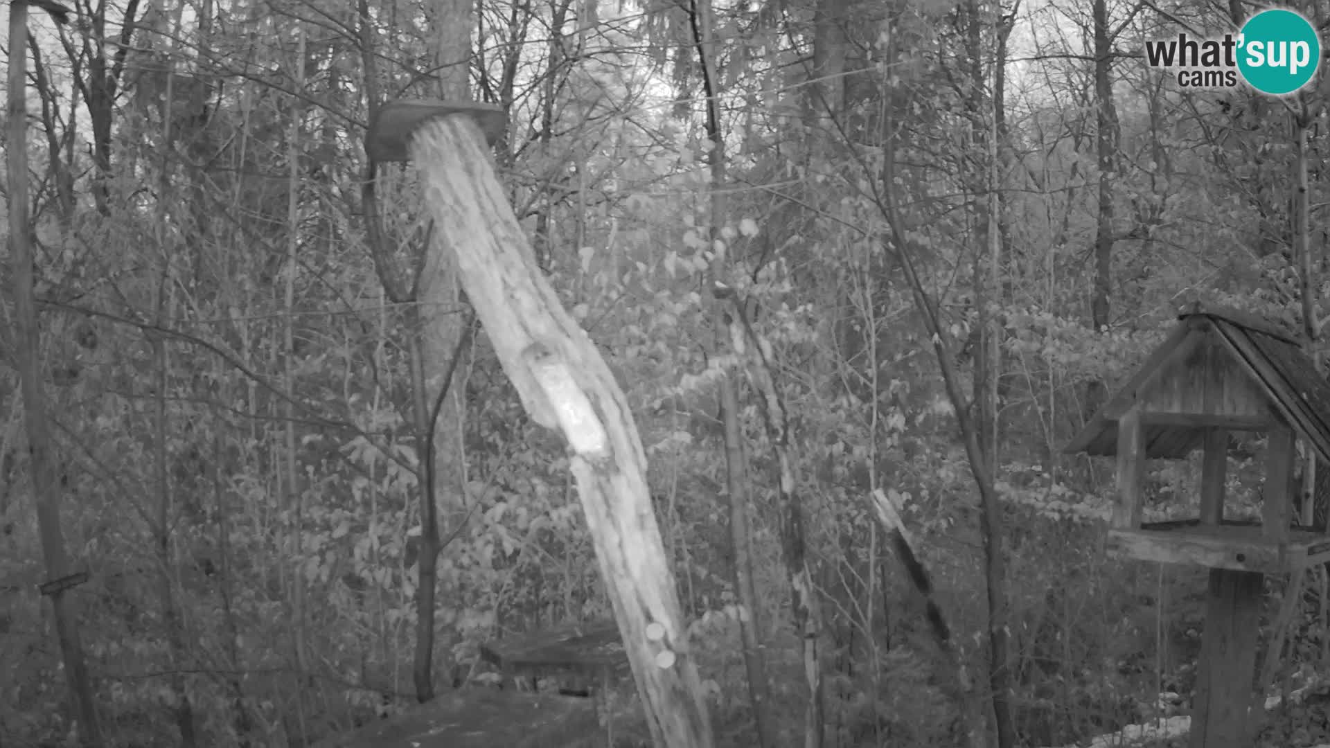 Bird feeders at ZOO Ljubljana webcam