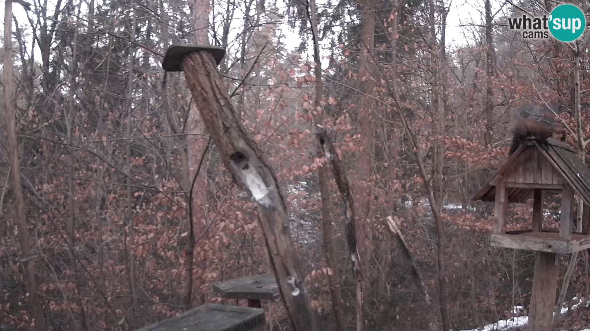 Mangeoires pour oiseaux au ZOO live webcam Ljubljana