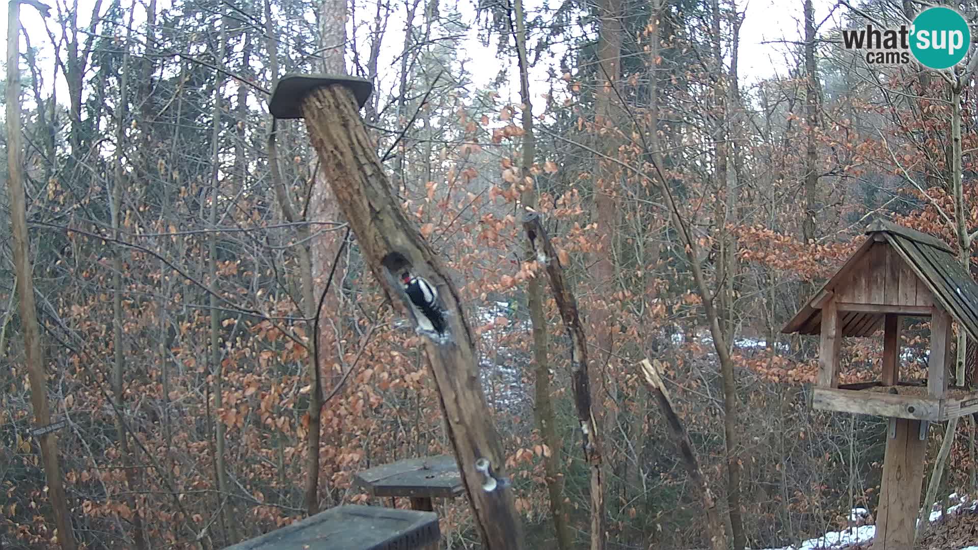 Comederos para pájaros en ZOO Ljubljana camera en vivo