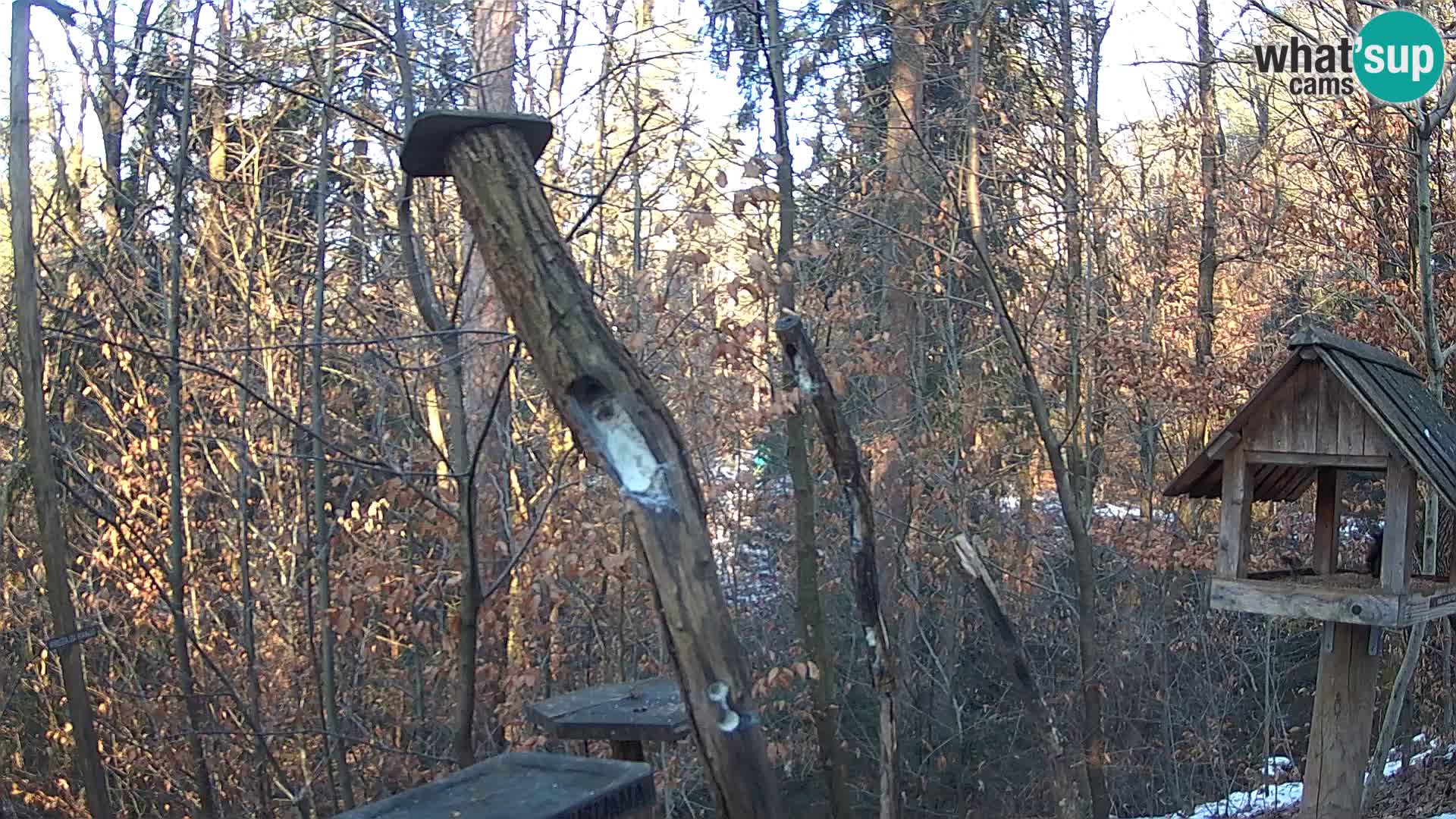 Bird feeders at ZOO Ljubljana webcam