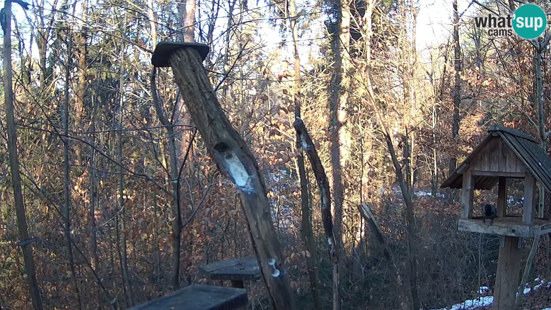 Bird feeders at ZOO Ljubljana webcam