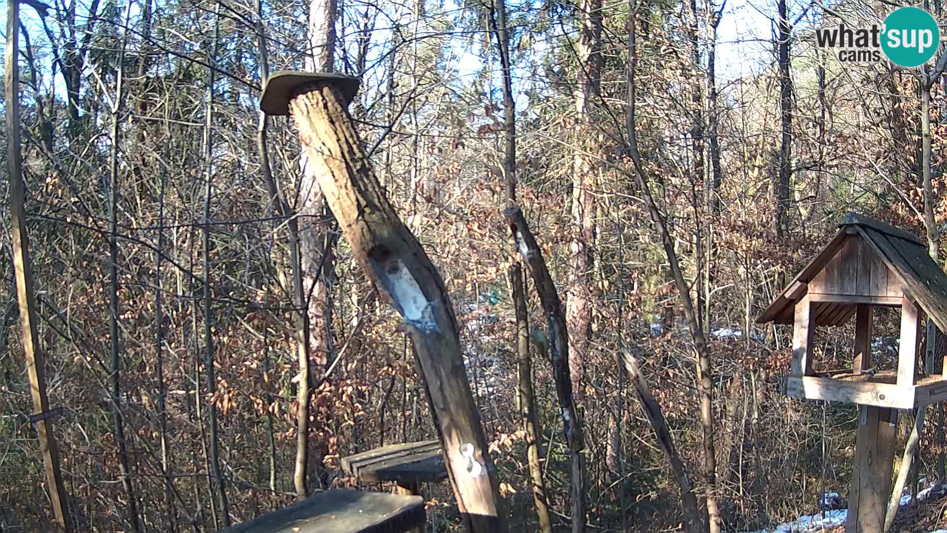 Bird feeders at ZOO Ljubljana webcam