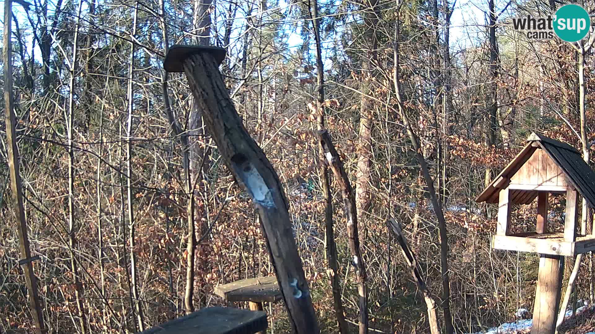 Bird feeders at ZOO Ljubljana webcam