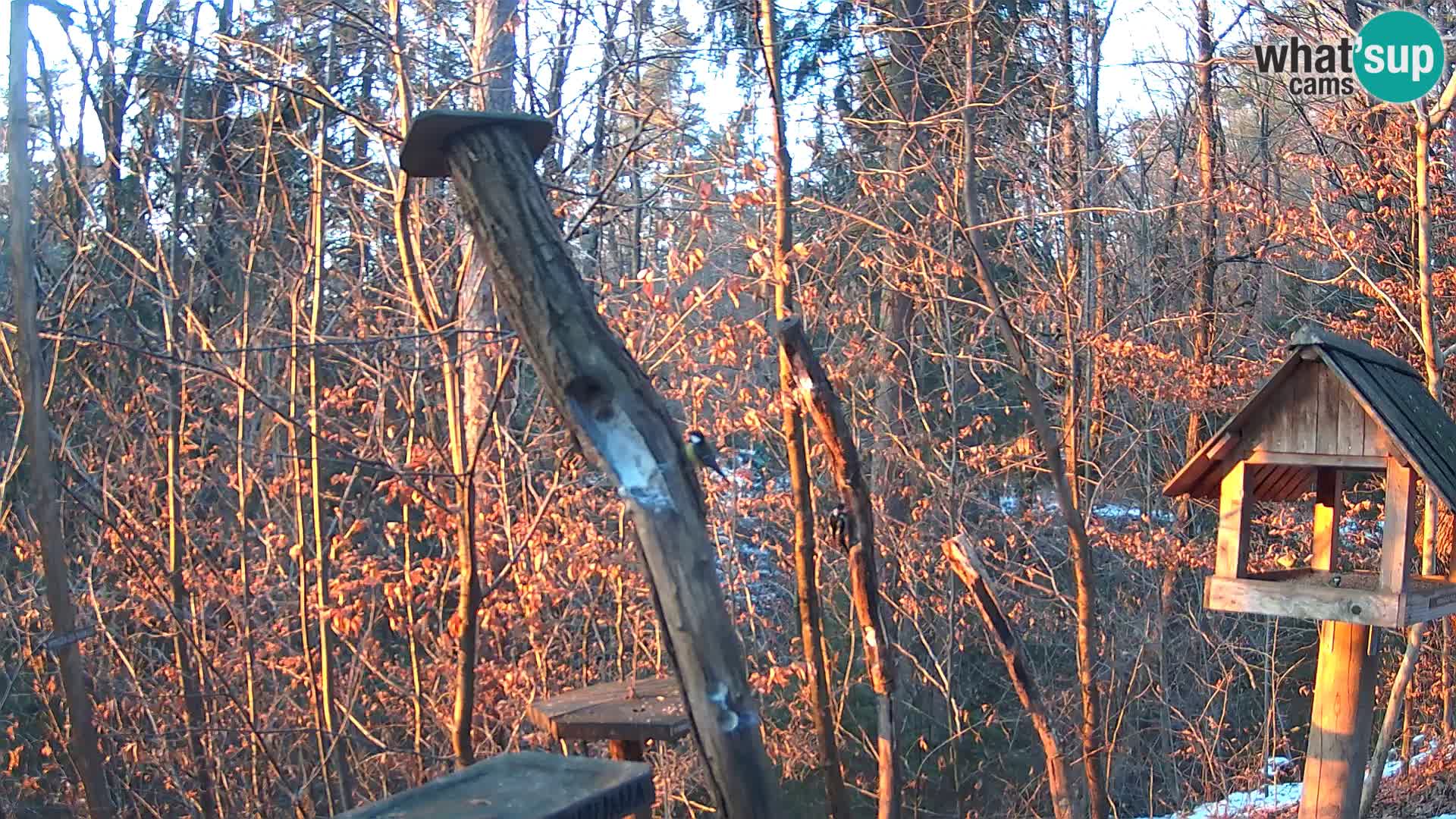 Bird feeders at ZOO Ljubljana webcam