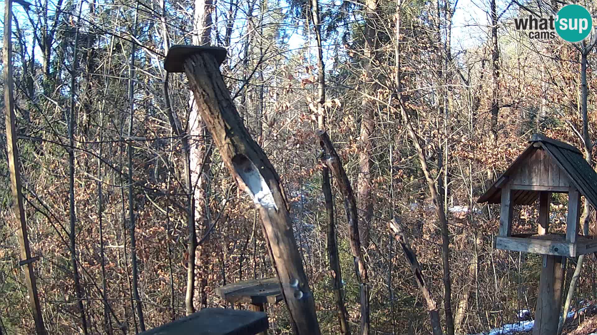 Comederos para pájaros en ZOO Ljubljana camera en vivo