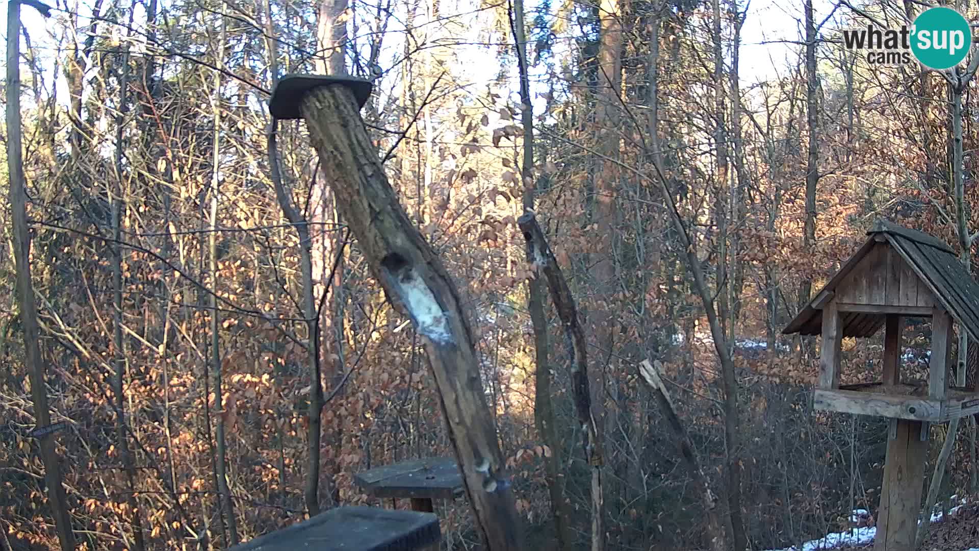 Mangeoires pour oiseaux au ZOO live webcam Ljubljana