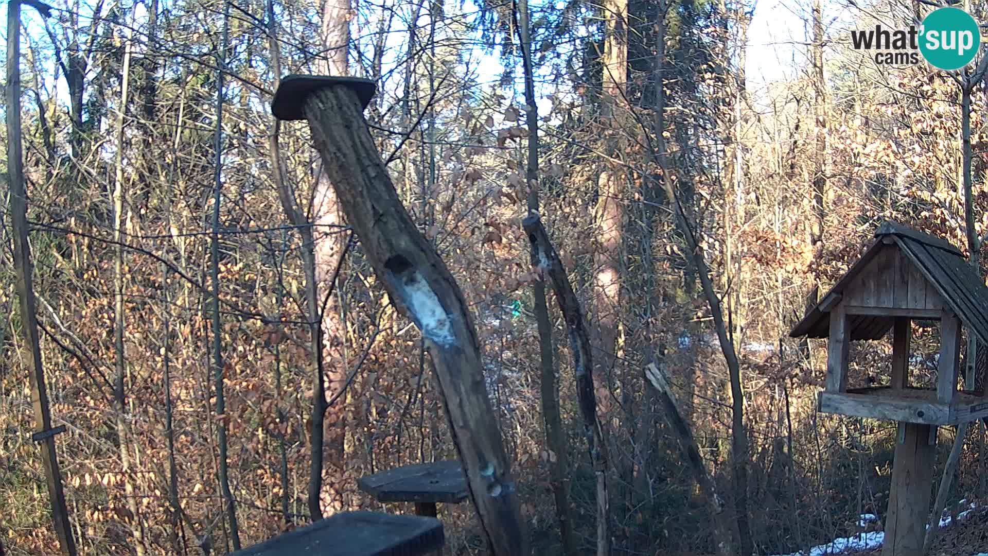 Mangeoires pour oiseaux au ZOO live webcam Ljubljana