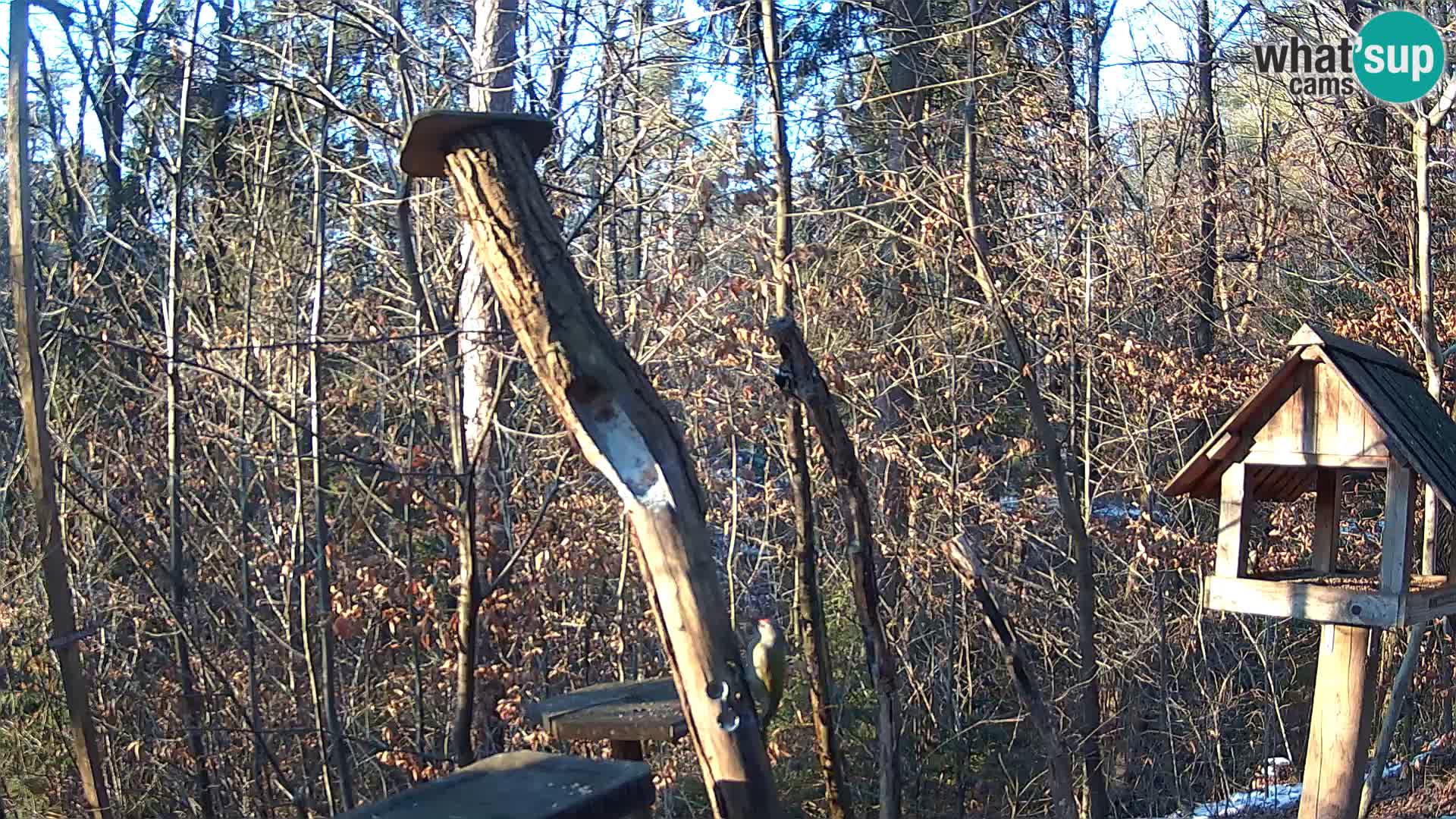 Mangeoires pour oiseaux au ZOO live webcam Ljubljana