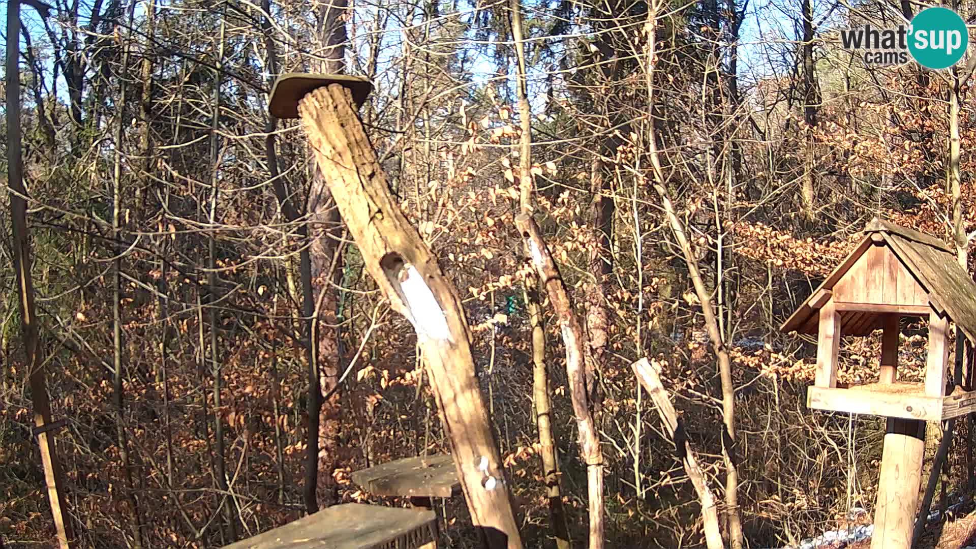 Mangeoires pour oiseaux au ZOO live webcam Ljubljana