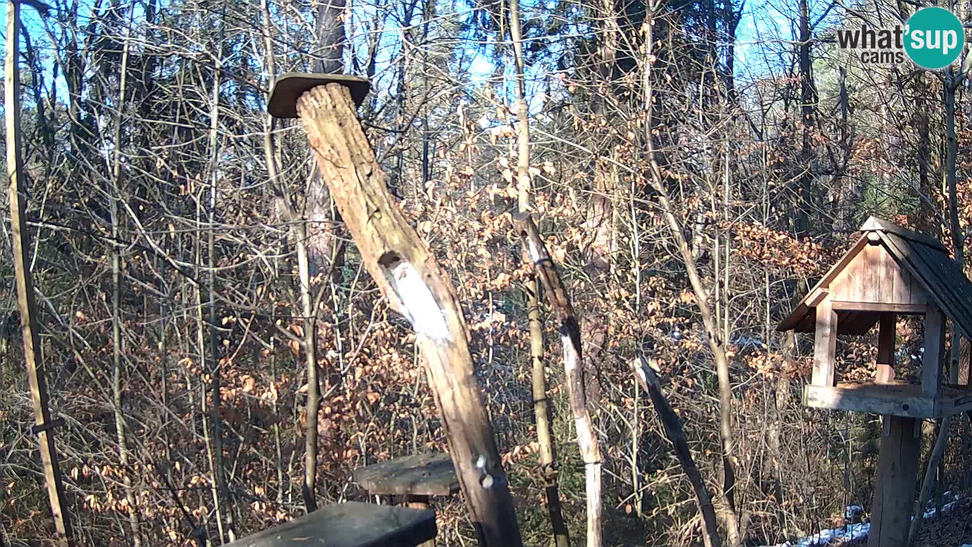 Vogelfutterhäuschen im ZOO webcam Ljubljana