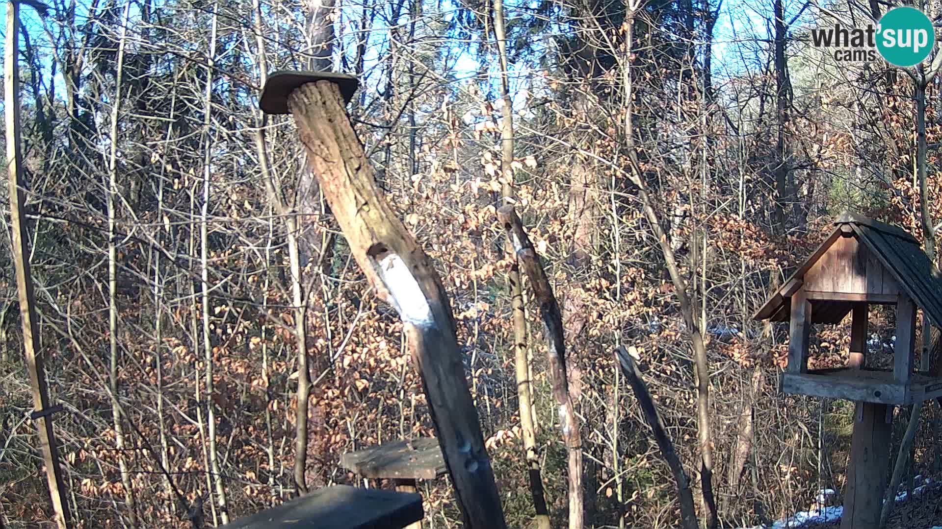 Mangeoires pour oiseaux au ZOO live webcam Ljubljana