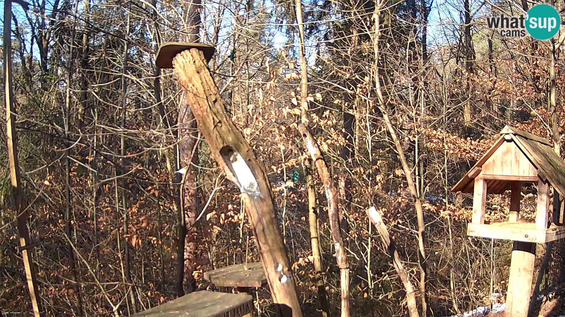 Bird feeders at ZOO Ljubljana webcam