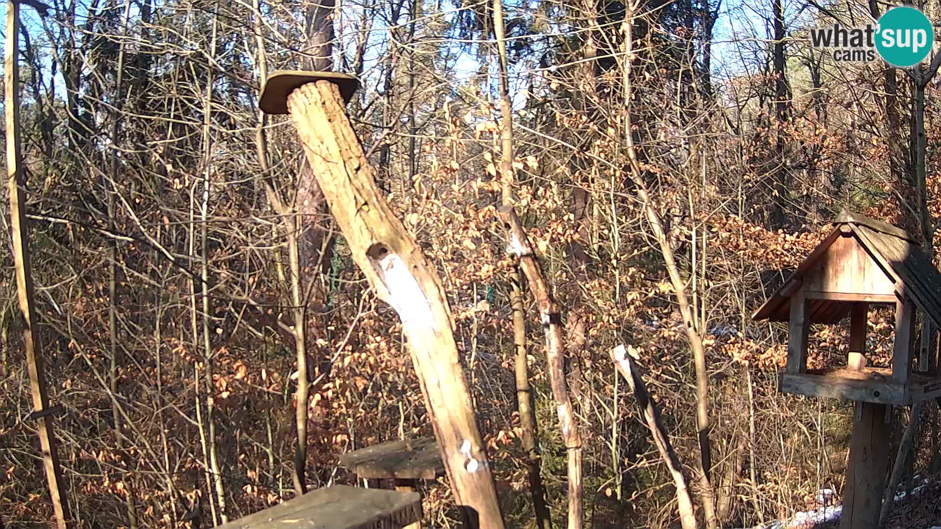 Mangeoires pour oiseaux au ZOO live webcam Ljubljana