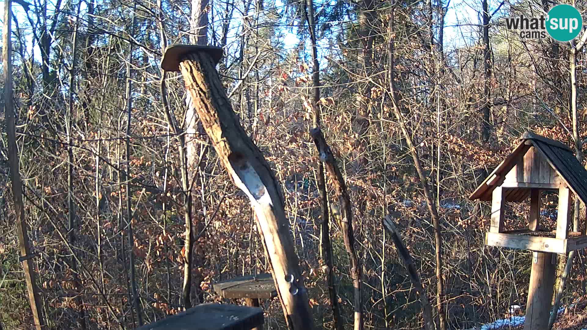 Vogelfutterhäuschen im ZOO webcam Ljubljana