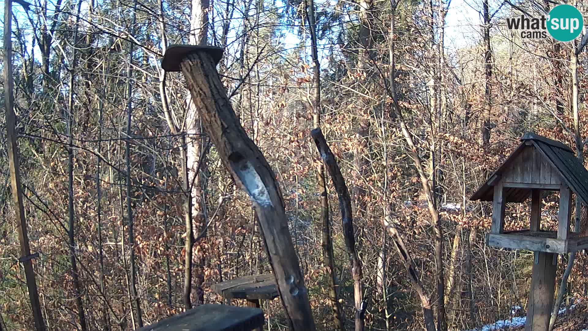 Comederos para pájaros en ZOO Ljubljana camera en vivo