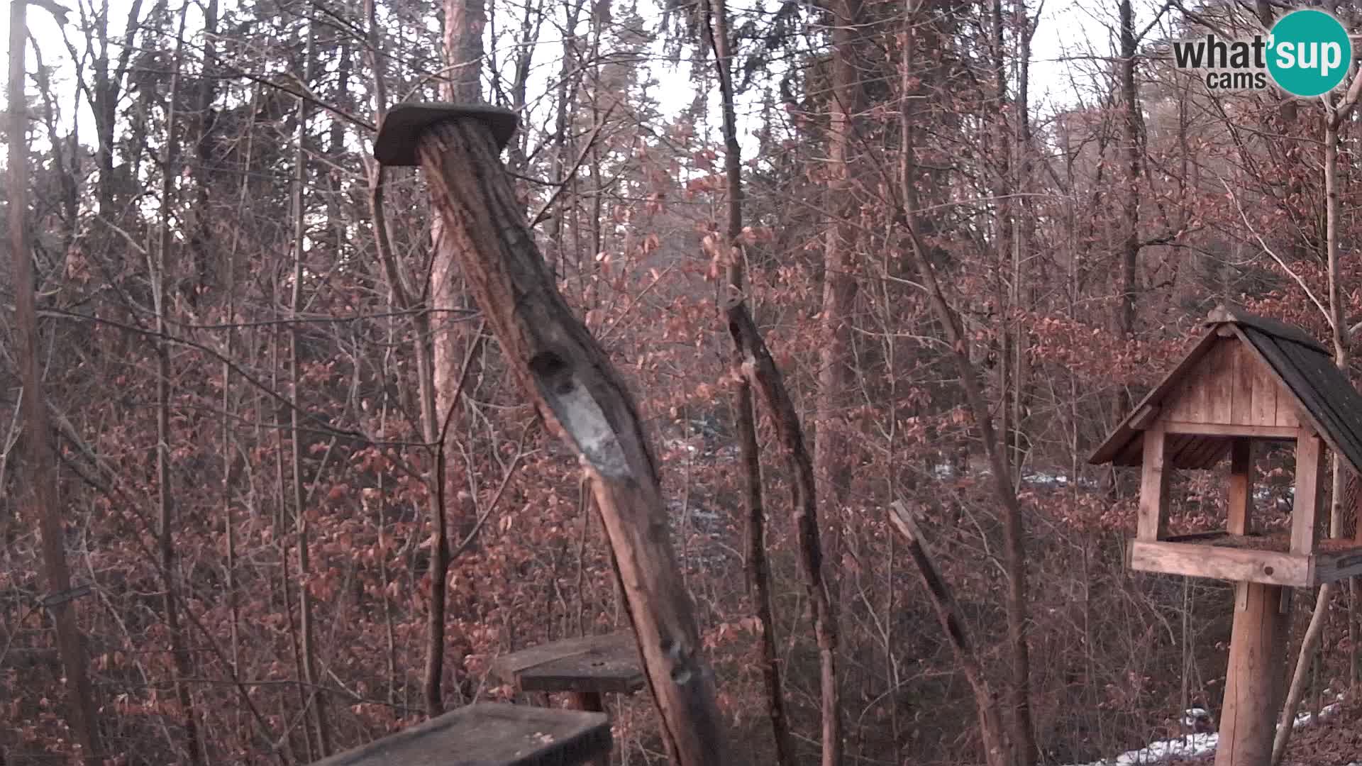 Bird feeders at ZOO Ljubljana webcam