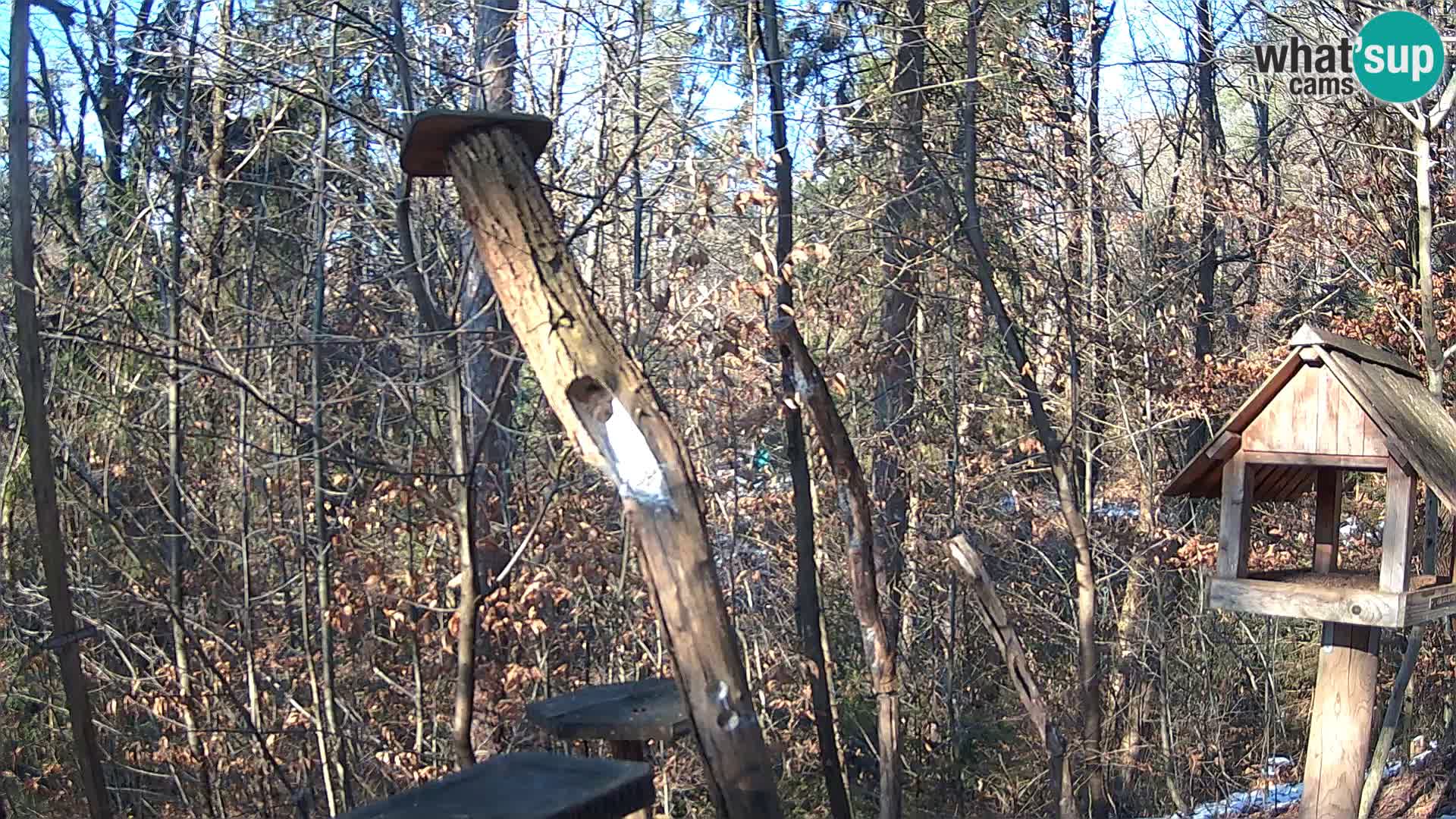 Mangeoires pour oiseaux au ZOO live webcam Ljubljana