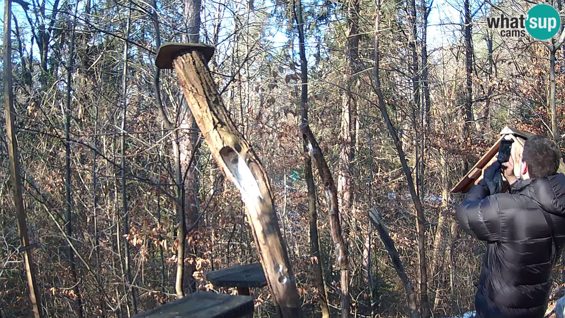 Mangeoires pour oiseaux au ZOO live webcam Ljubljana