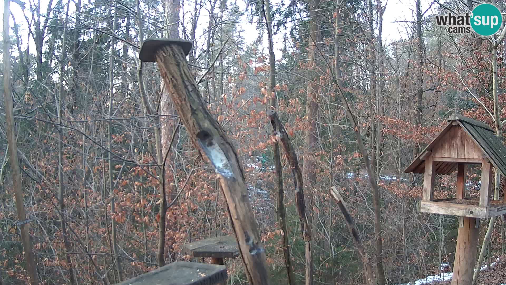 Comederos para pájaros en ZOO Ljubljana camera en vivo