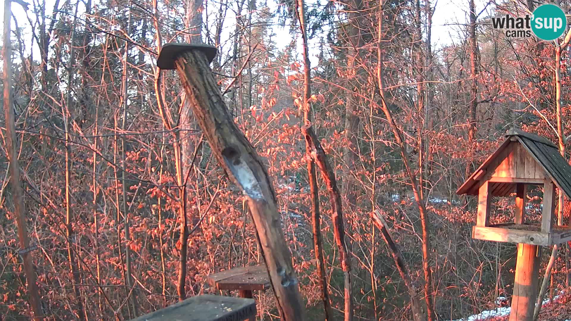 Bird feeders at ZOO Ljubljana webcam