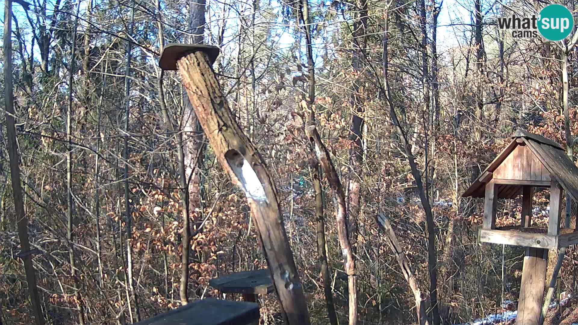 Mangeoires pour oiseaux au ZOO live webcam Ljubljana