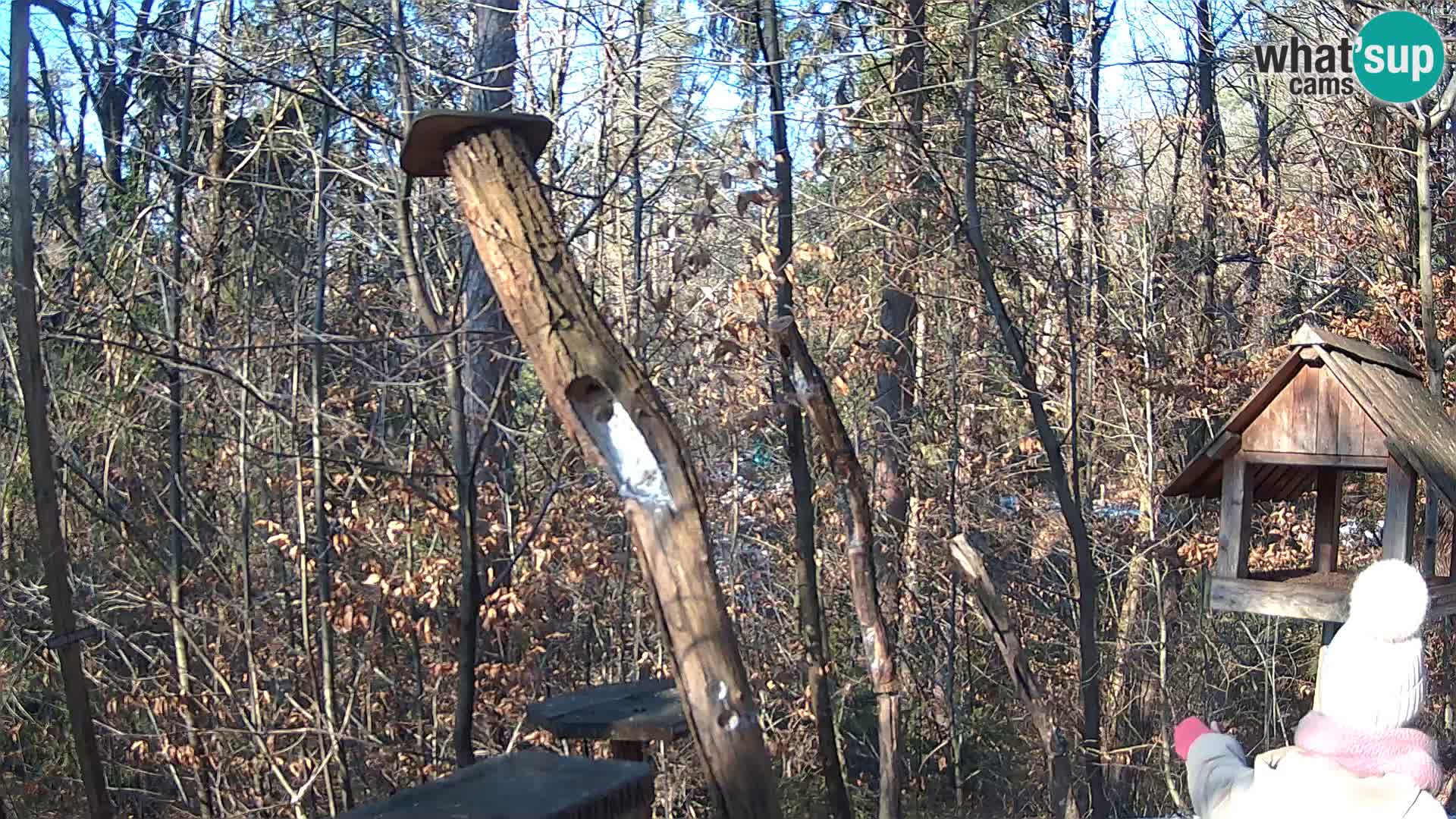 Mangeoires pour oiseaux au ZOO live webcam Ljubljana