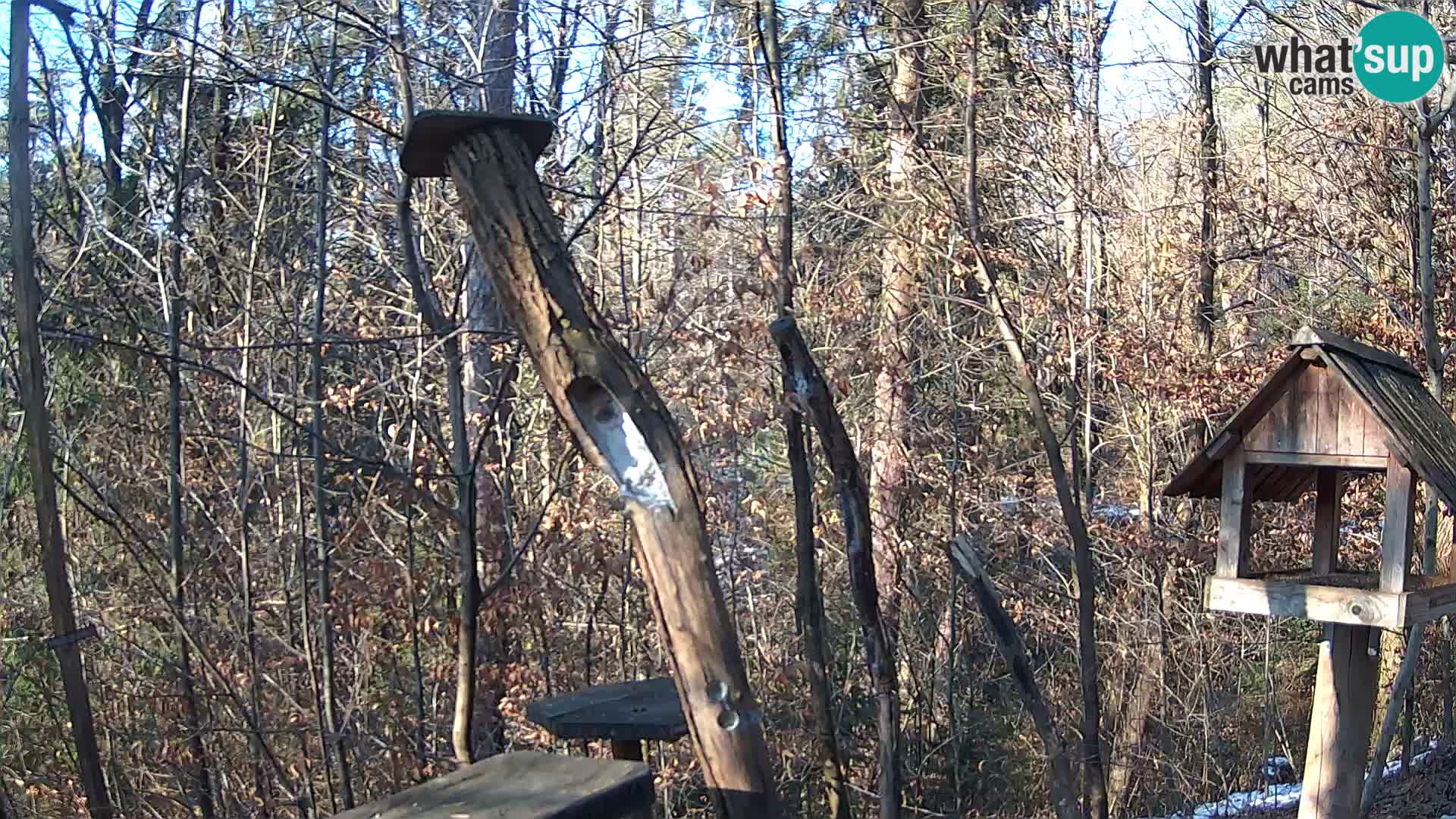 Bird feeders at ZOO Ljubljana webcam