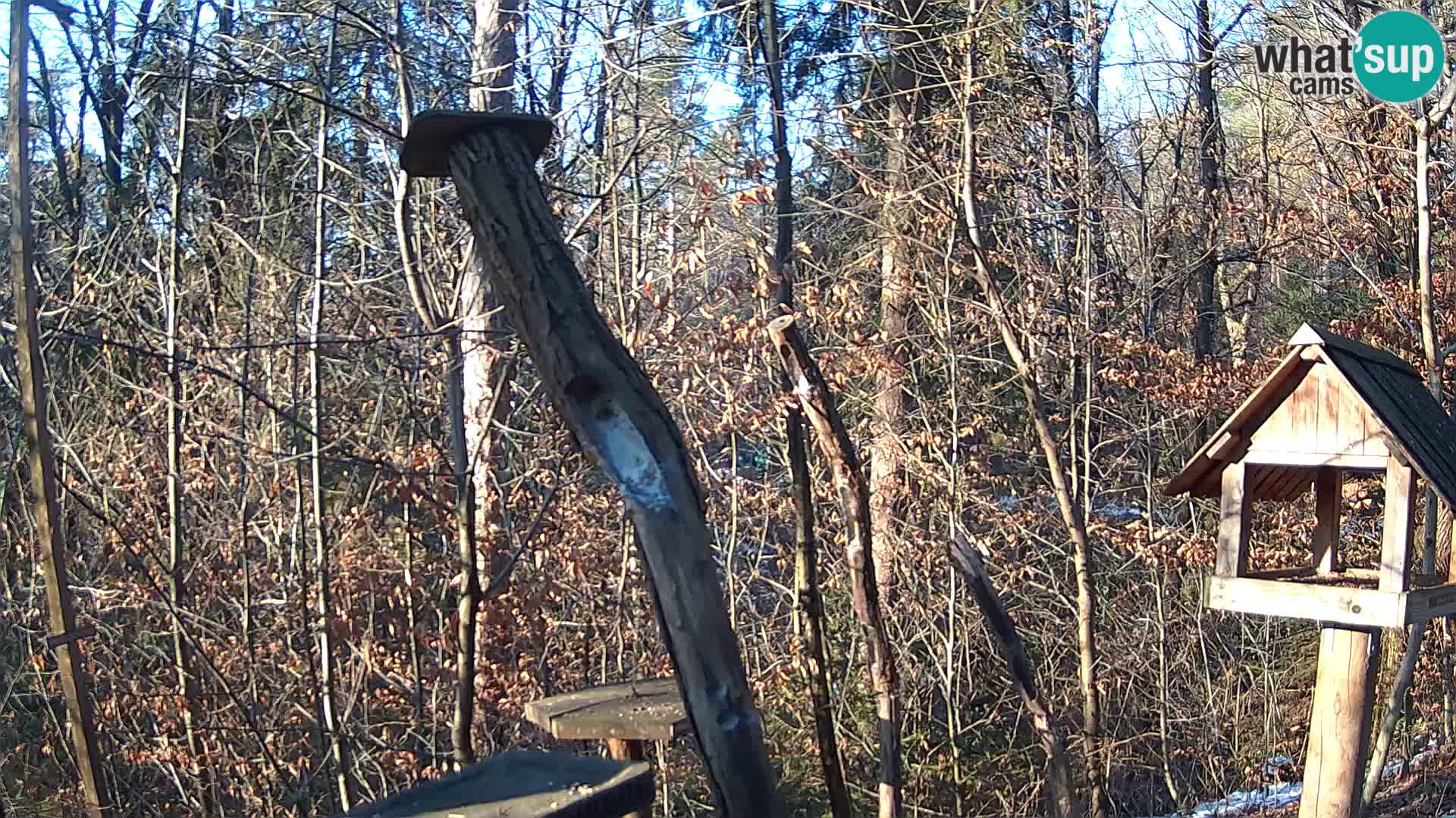 Mangeoires pour oiseaux au ZOO live webcam Ljubljana