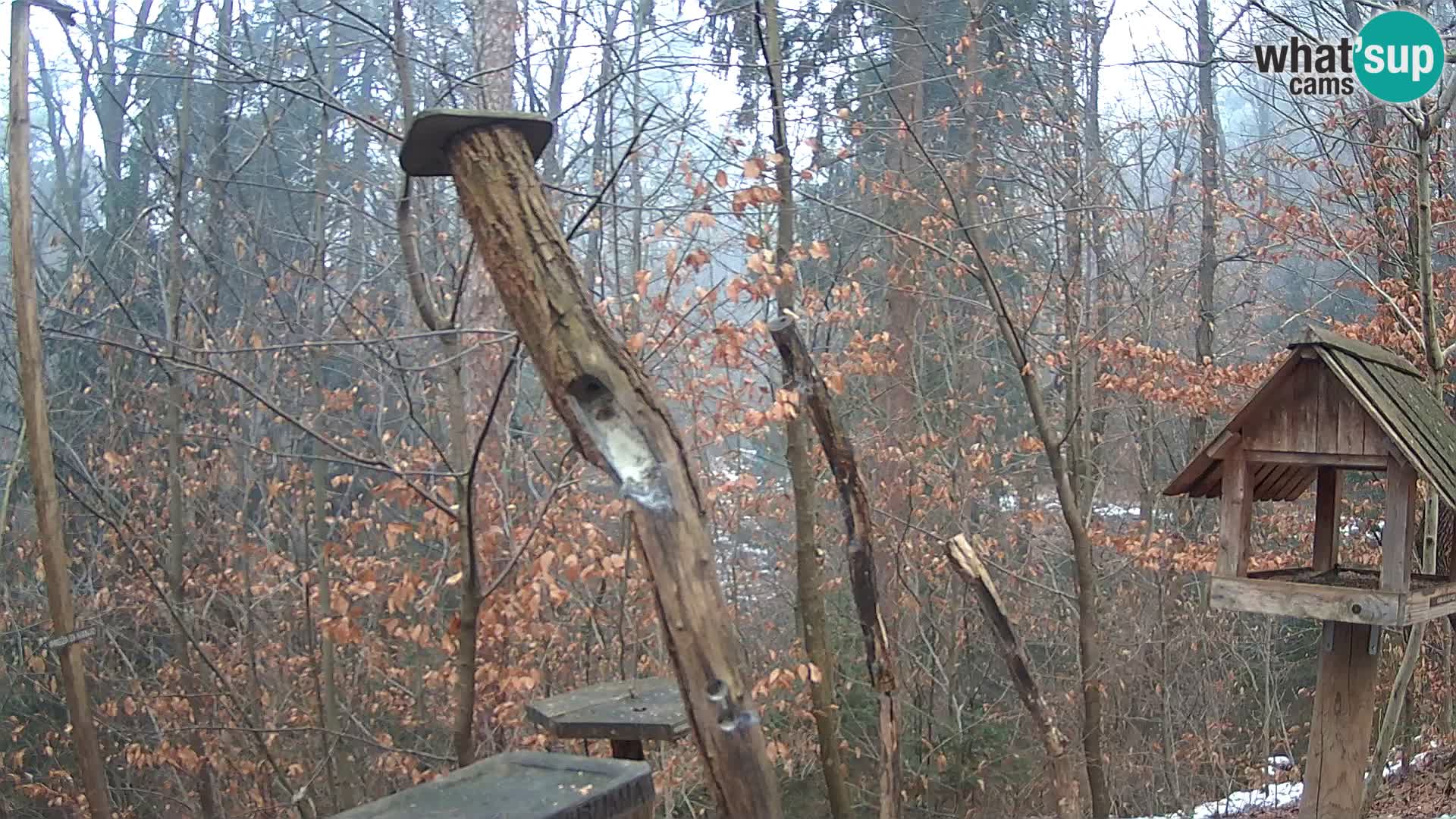 Comederos para pájaros en ZOO Ljubljana camera en vivo