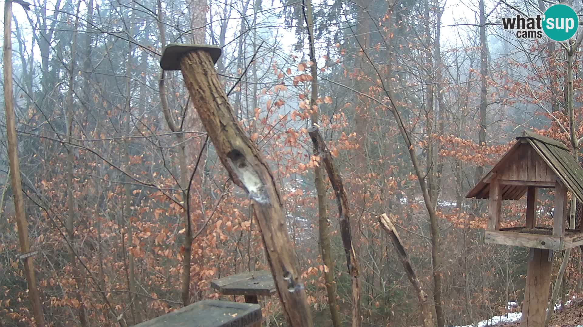 Comederos para pájaros en ZOO Ljubljana camera en vivo