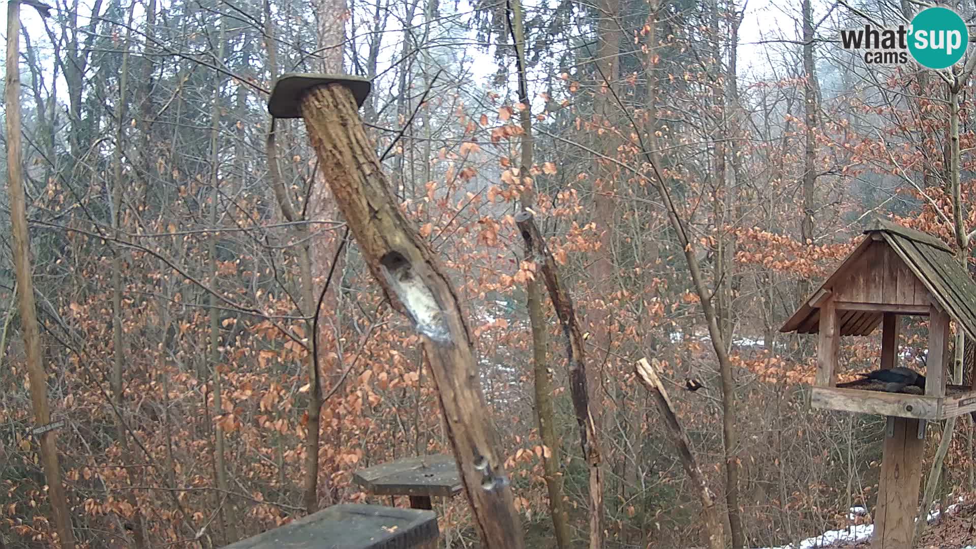 Mangeoires pour oiseaux au ZOO live webcam Ljubljana