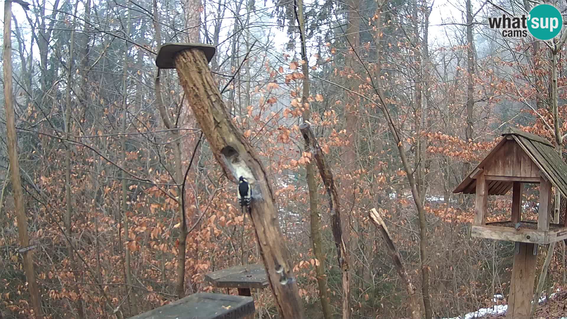 Mangeoires pour oiseaux au ZOO live webcam Ljubljana