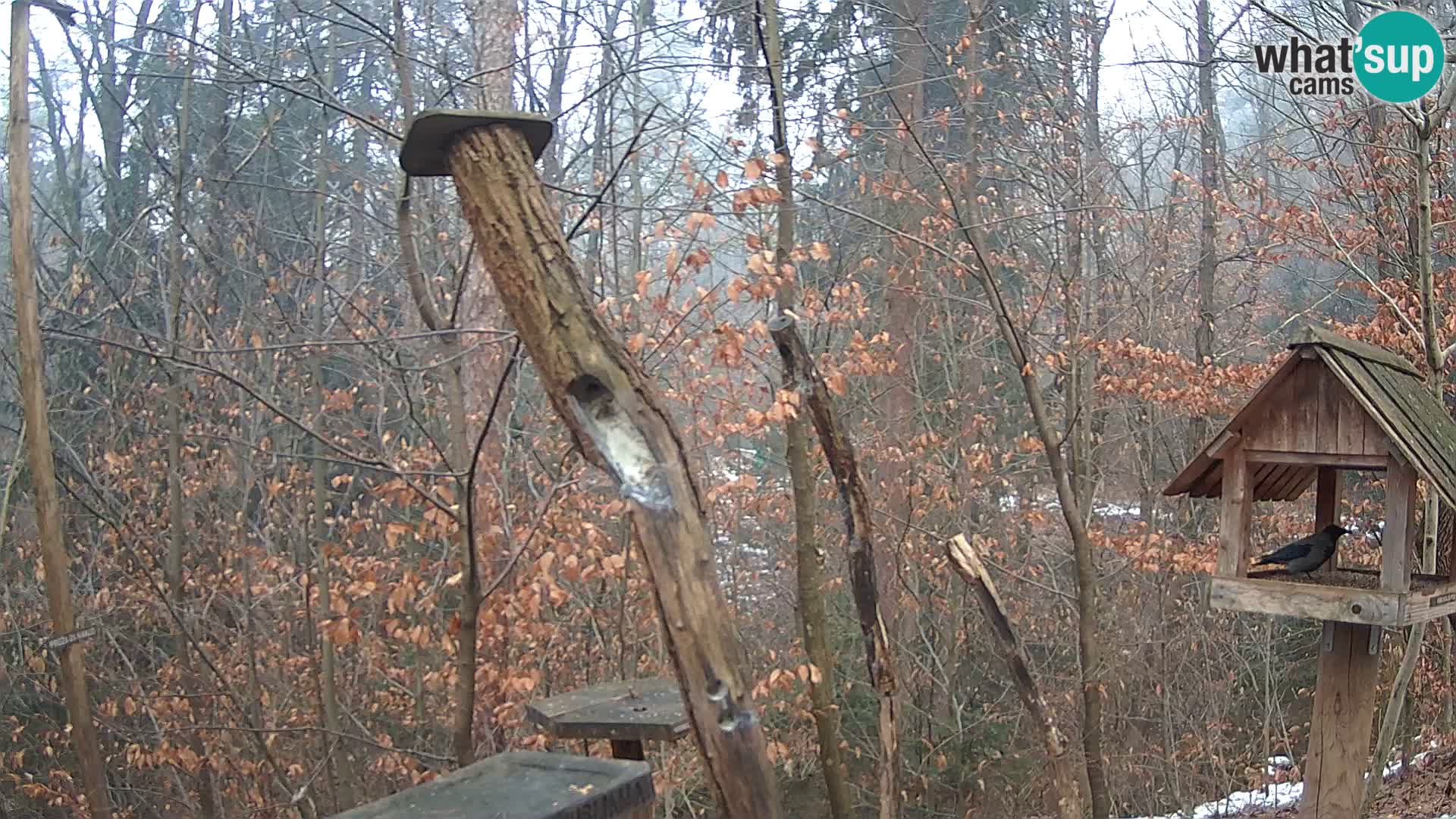 Bird feeders at ZOO Ljubljana webcam