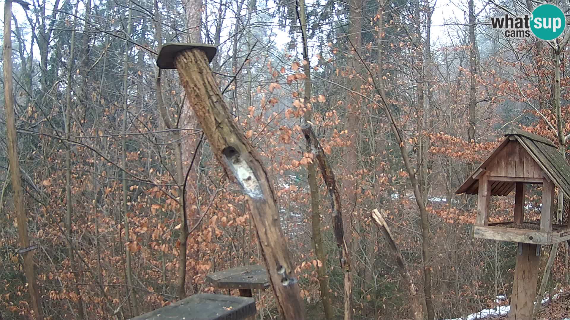 Vogelfutterhäuschen im ZOO webcam Ljubljana