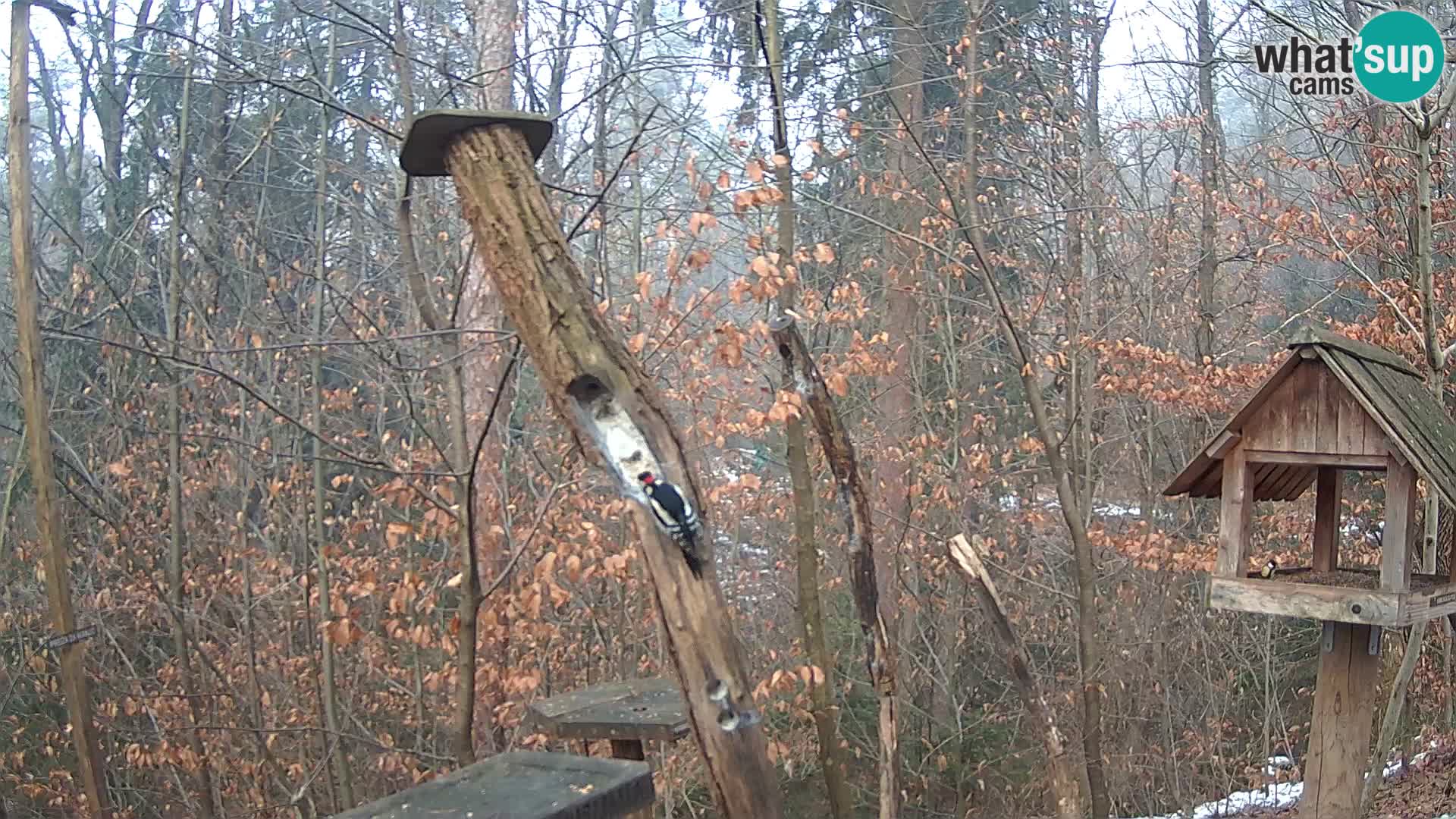 Comederos para pájaros en ZOO Ljubljana camera en vivo