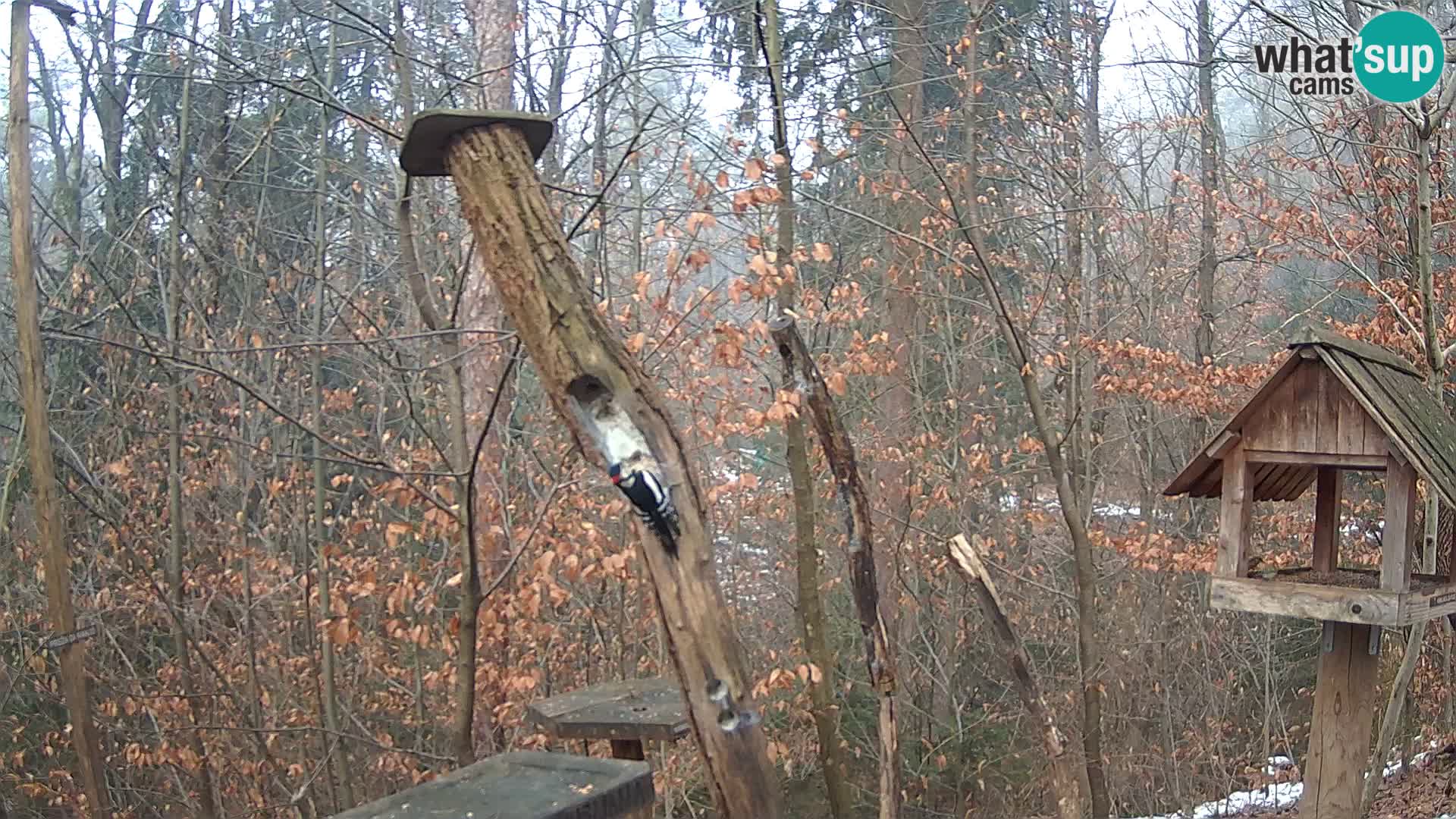 Krmilnice za ptiče v ZOO Ljubljana spletna kamera