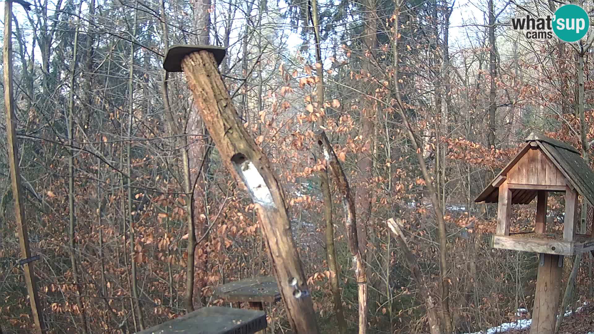 Comederos para pájaros en ZOO Ljubljana camera en vivo