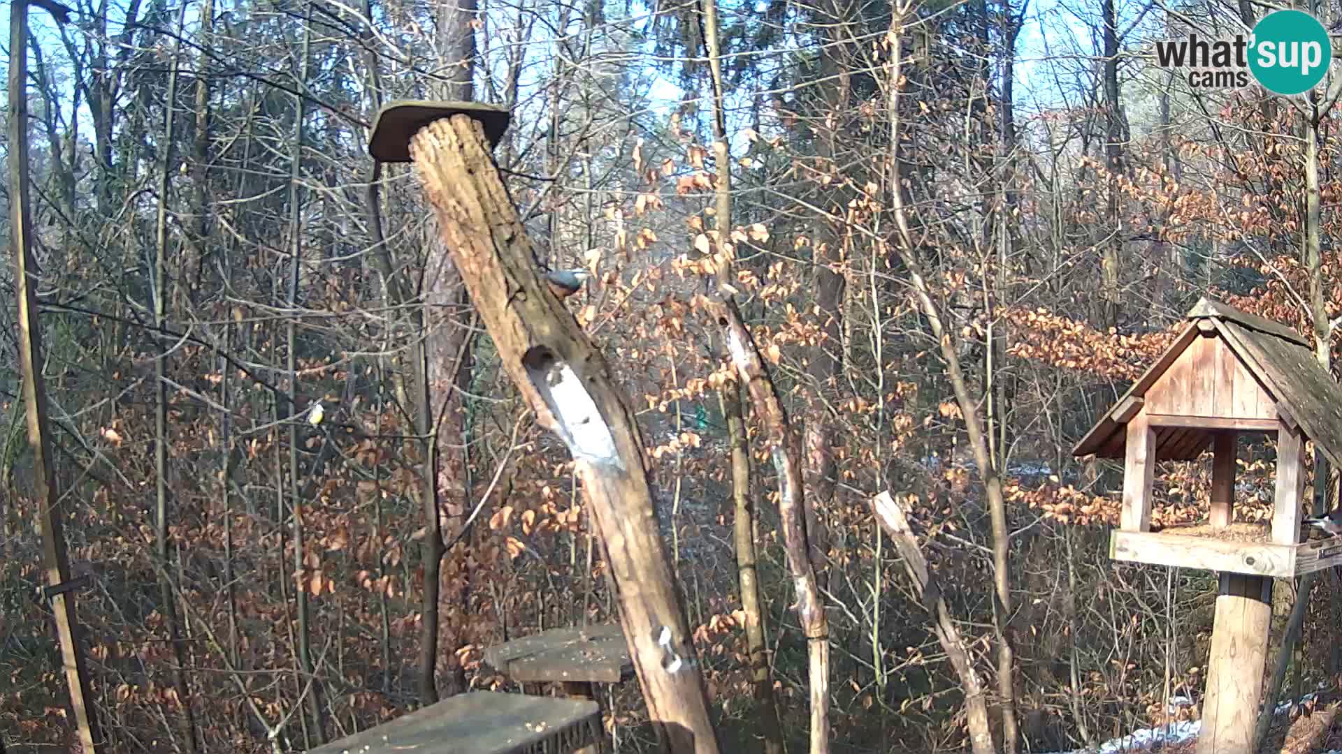 Mangeoires pour oiseaux au ZOO live webcam Ljubljana