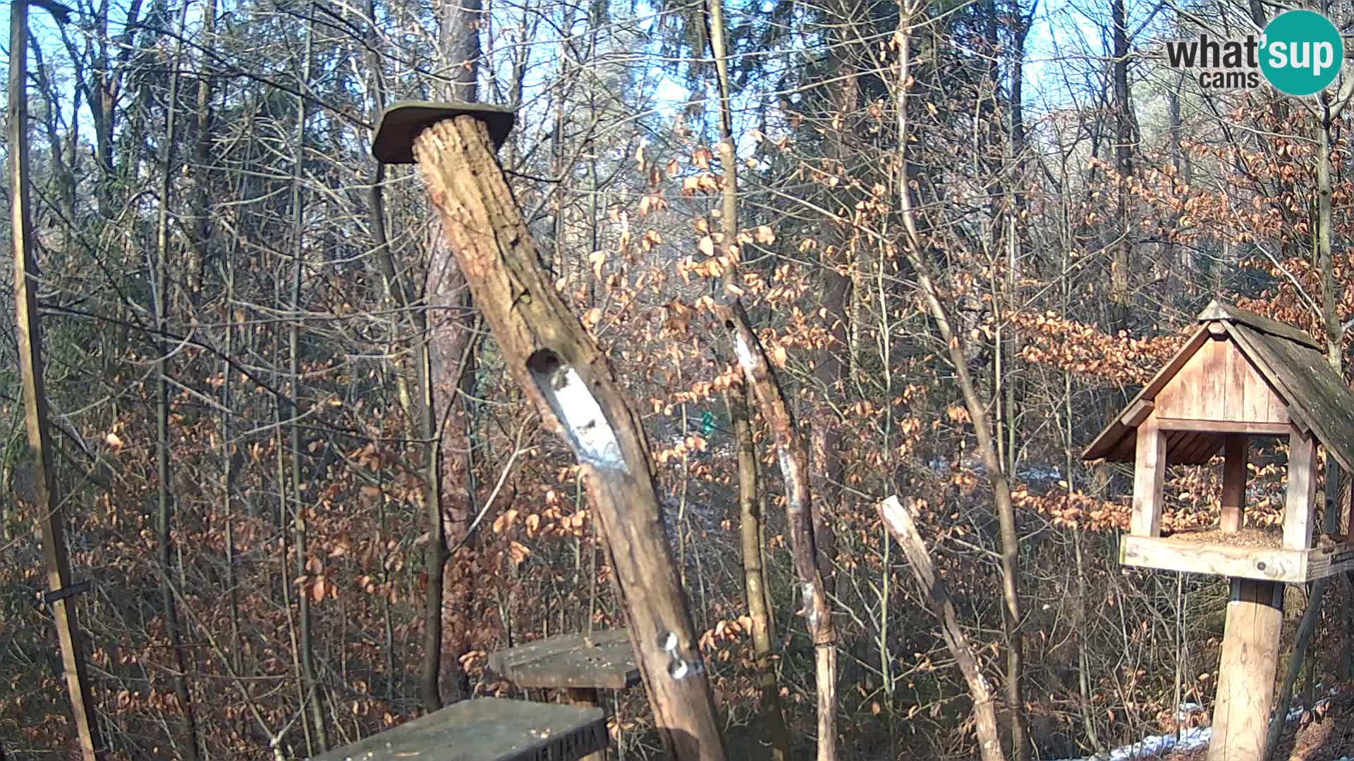 Mangeoires pour oiseaux au ZOO live webcam Ljubljana