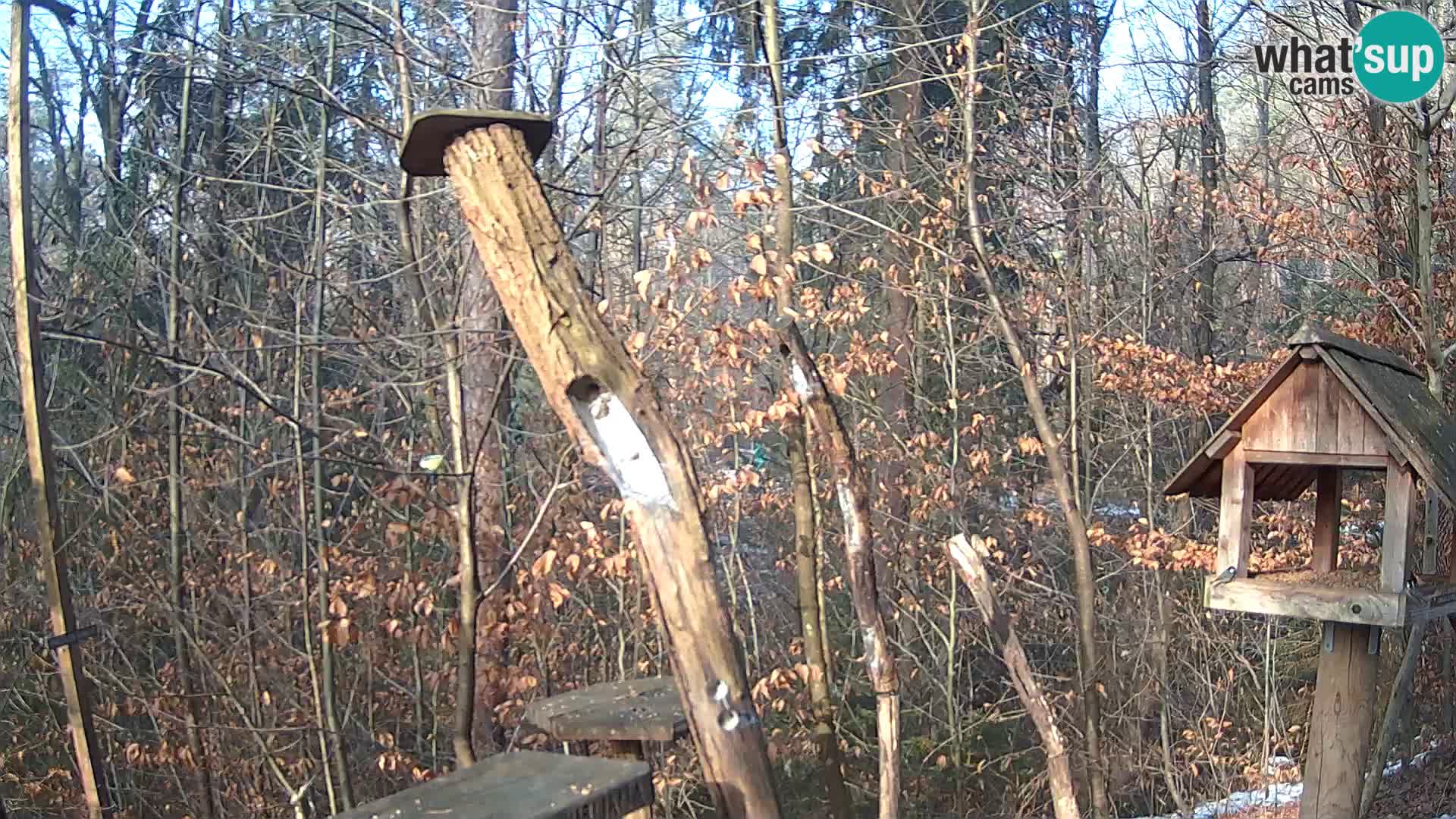 Bird feeders at ZOO Ljubljana webcam