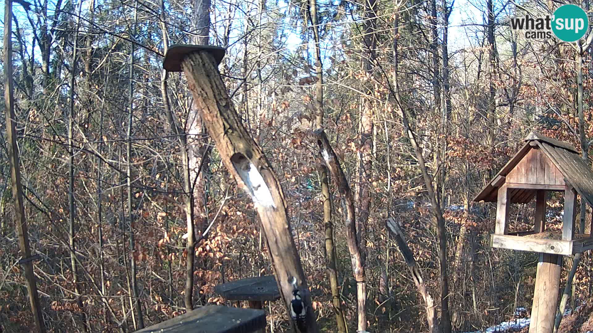 Mangeoires pour oiseaux au ZOO live webcam Ljubljana