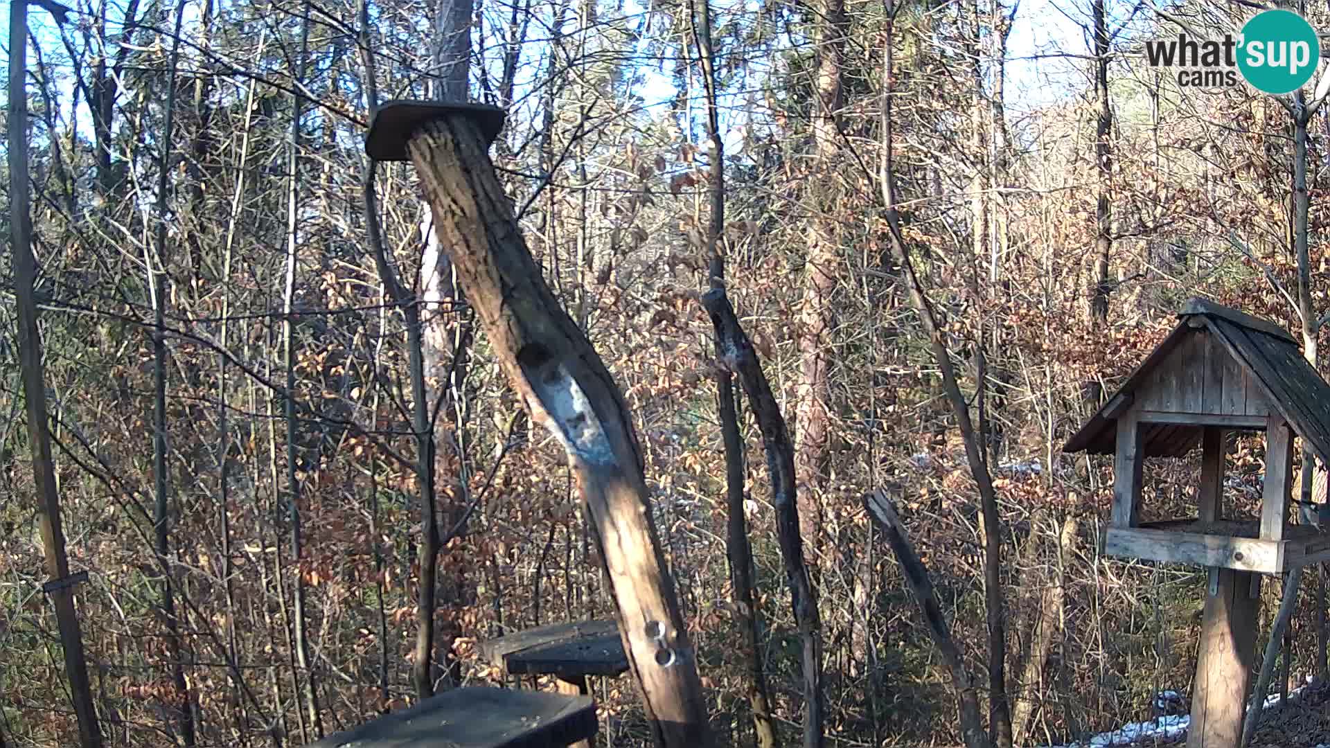 Bird feeders at ZOO Ljubljana webcam