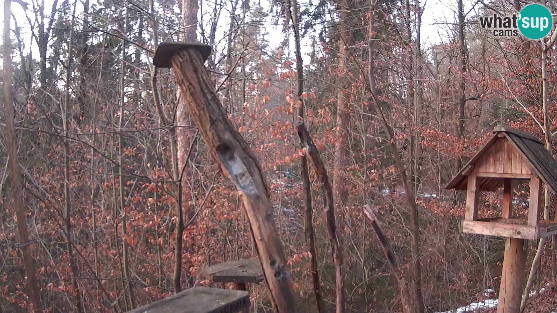 Bird feeders at ZOO Ljubljana webcam